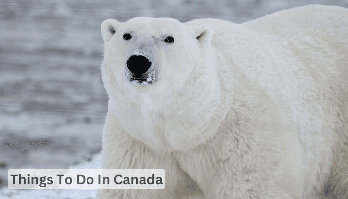 Things To Do In Canada